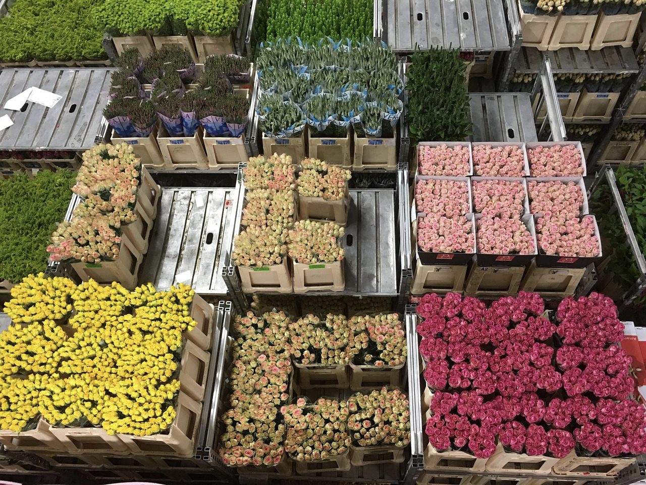 Berkeley Florist Supply, Wholesale Flowers
